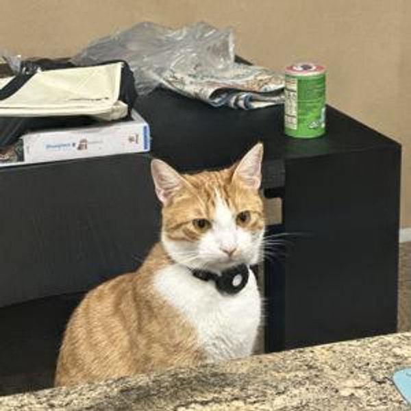 Kit-Kats for Carl the Cat.