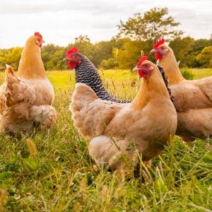 Chickens!!