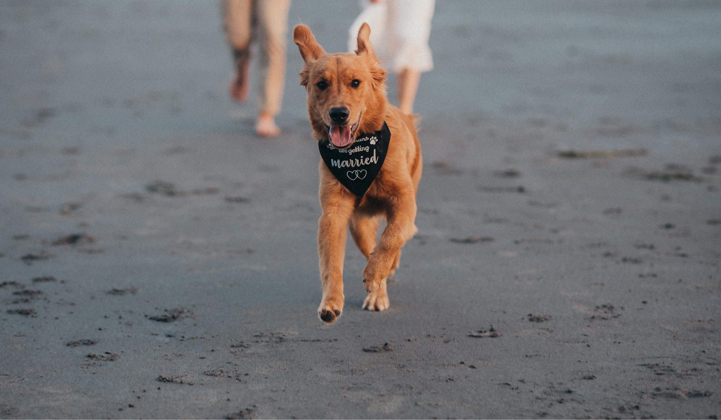 The Wedding Website of Meredith Kohler and Nicholas Rose