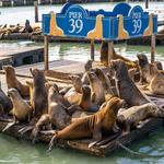 PIER 39