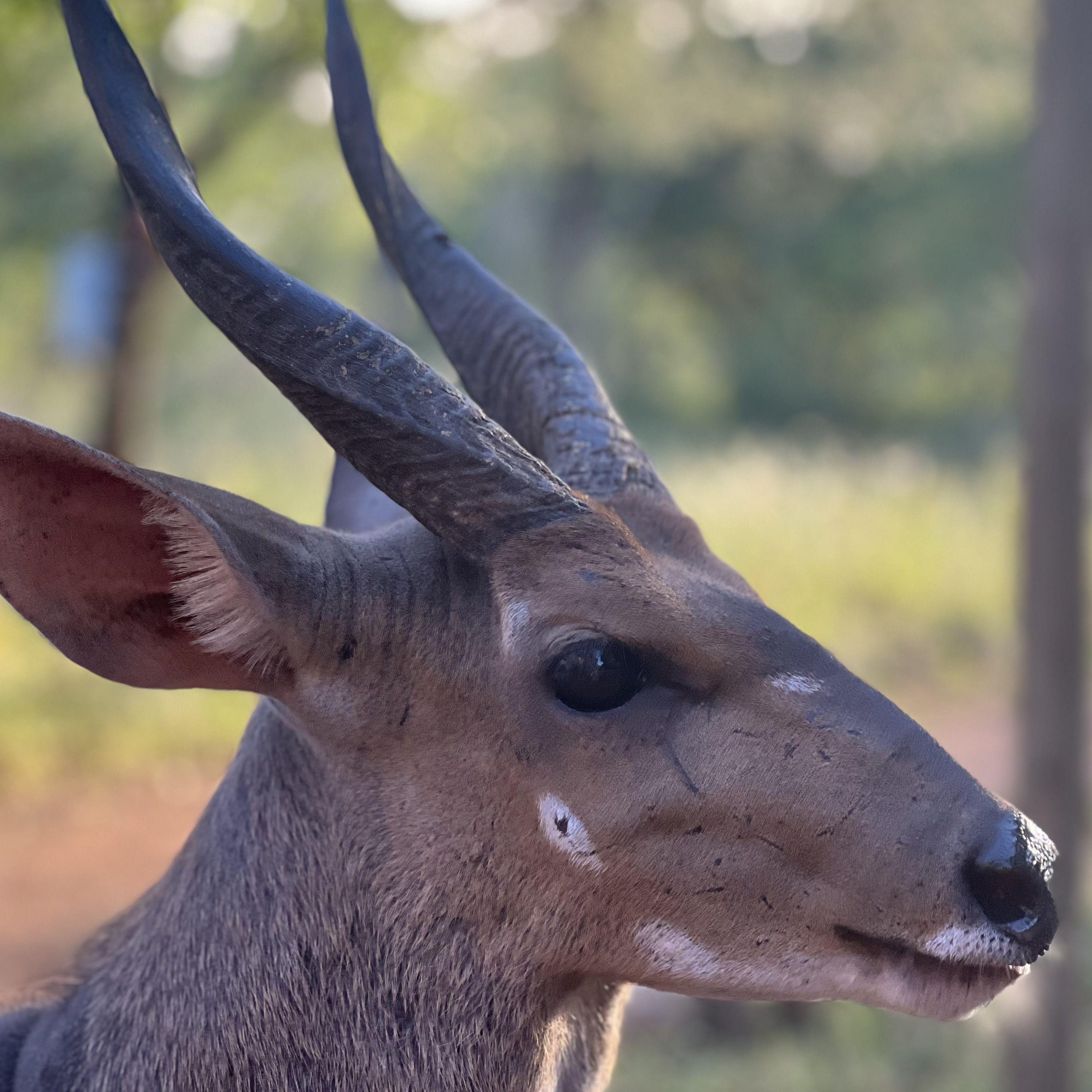 Meet Guardian, the bush buck that lives at Oupa's house.