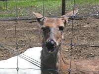 Deer Ranch