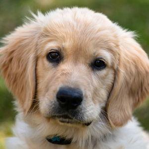 Puppy Fund