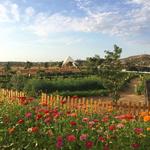 Jazamango Farm to Table