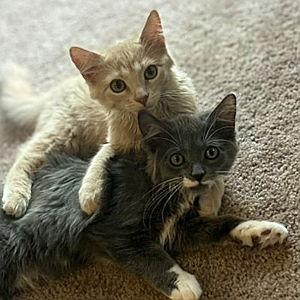 Pet Sitting For Our Honeymoon