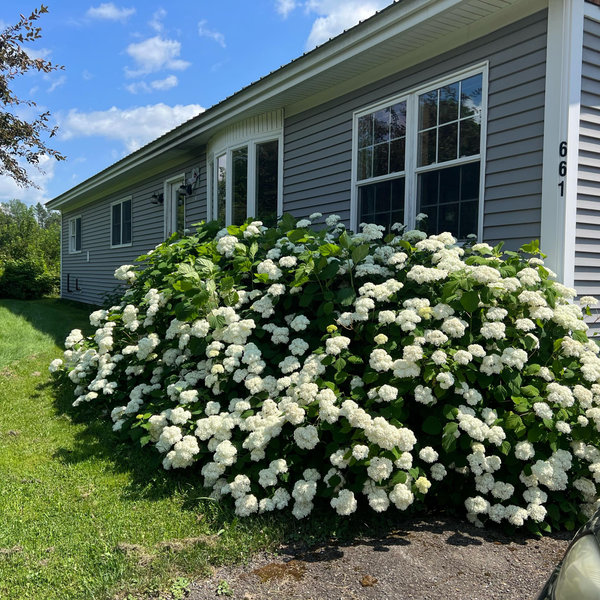 Home Renovations- general