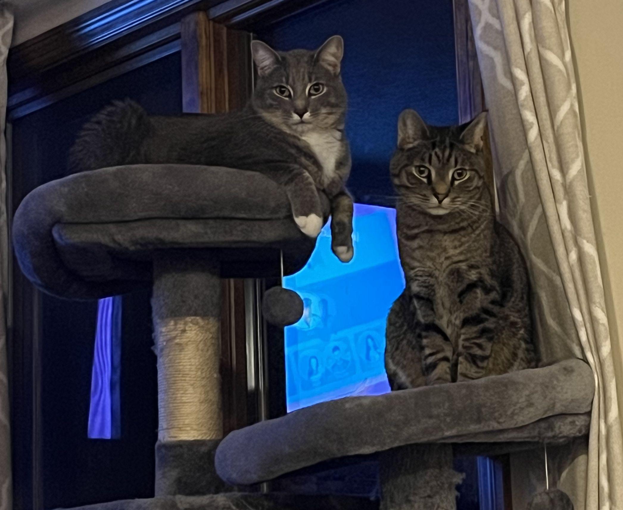 336cf988-f8dd-4322-be79-b2d096081f16