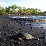 Punaluʻu Beach