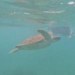 Snorkeling