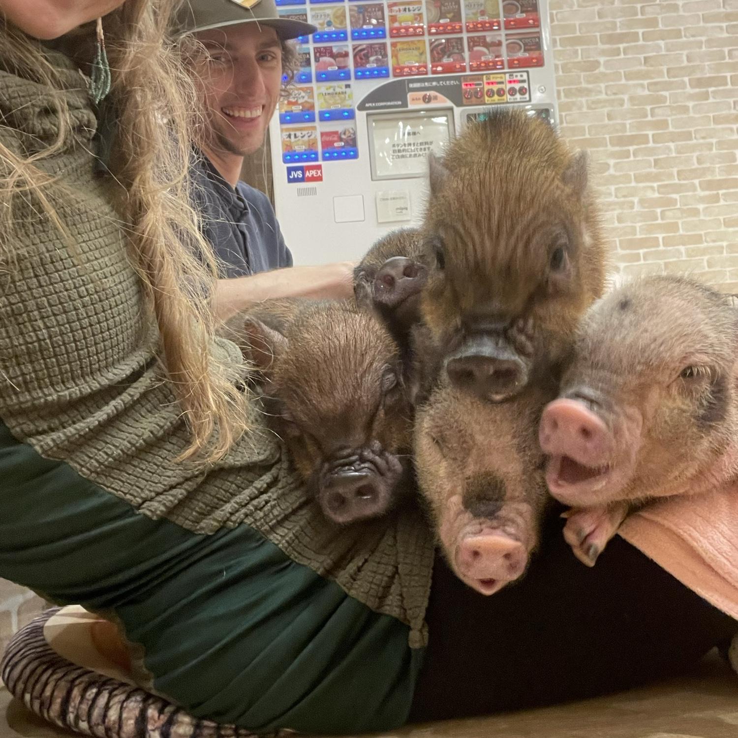 Mi Pig Cafe in Tokyo