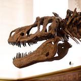 Texas Science & Natural History Museum