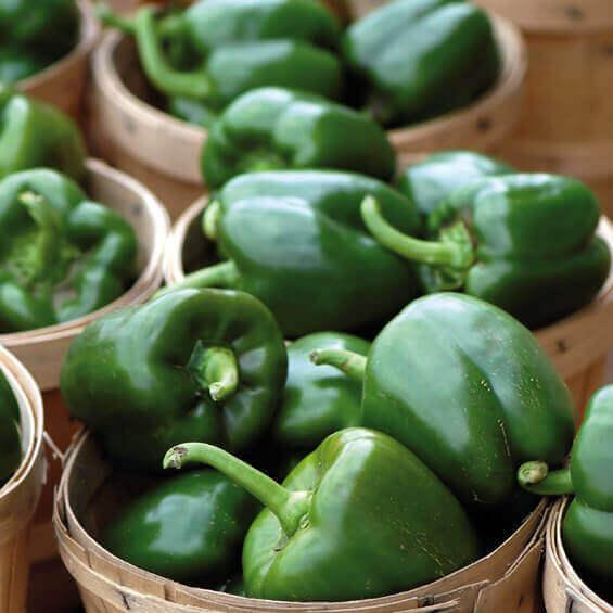 Sweet Peppers Seed Collection