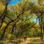 Paseo del Bosque Trail