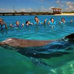 Delphinus