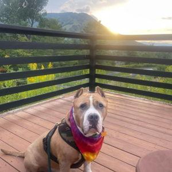 Ronnie's Veterinary Fund