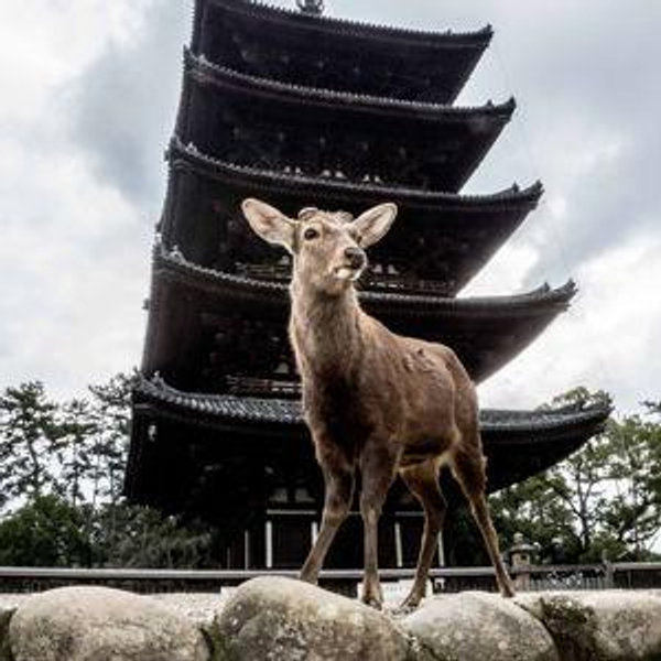 Exploring the Nara Deer Park, Japan