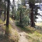 Show Low Bluff Trail
