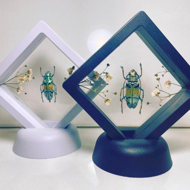 Floating Teal Longhorn Beetle Taxidermy -...