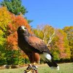 Green Mountain Falconry School