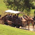 San Diego Zoo Safari Park