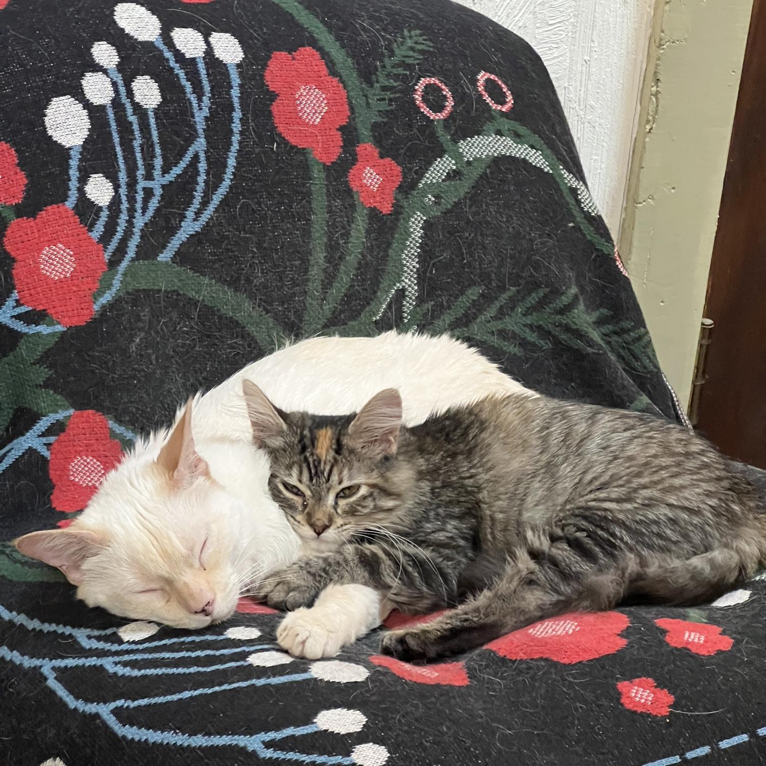 pimento and his new baby sister, chichi (chicharron)