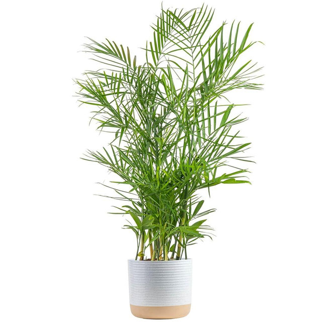 Costa Farms Bamboo Palm, Easy to Grow Houseplant, Live Indoor Plant Potted in Ceramic Plant Pot, Room or Office Decor, 3-4 Feet Tall