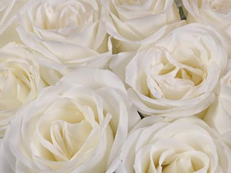 The Wedding Website of Amber Taylor and Shannon Ford