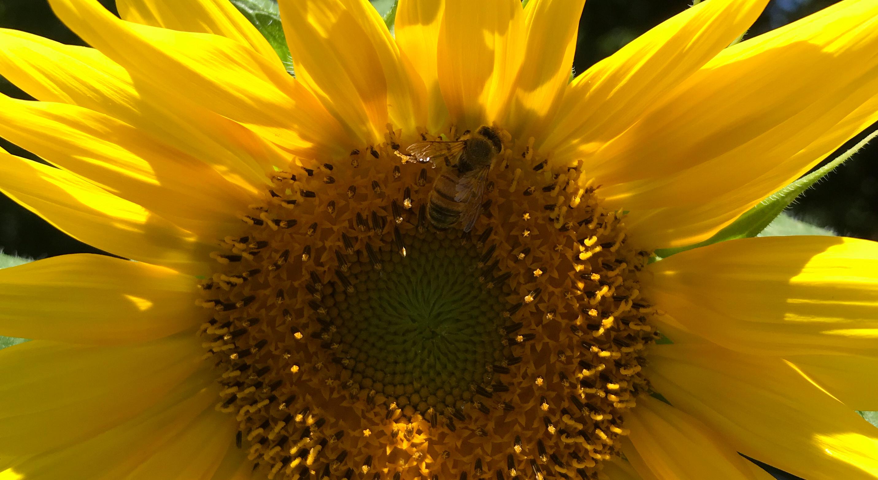 Footer image