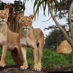 Auckland Zoo