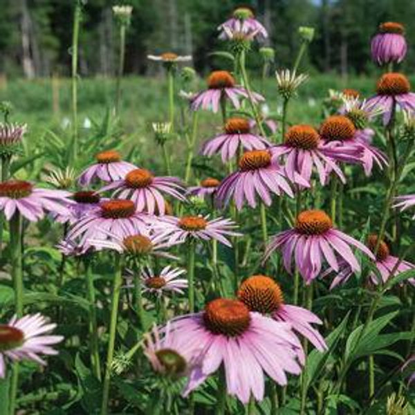Sponsor a Pack of Flower Seeds