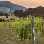Analemma Winery