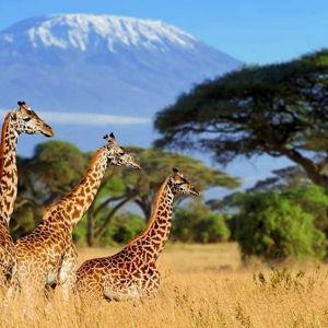 Honeymoon Fund - African Safari