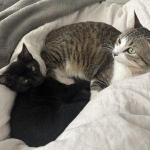 Tuki and Cinder Treat Fund
