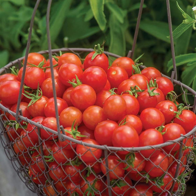 Burpee 'Cherry Baby' Hybrid |Red Cherry Tomato Tomato | 25 Seeds