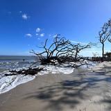 Driftwood Beach