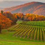 Burntshirt Vineyards