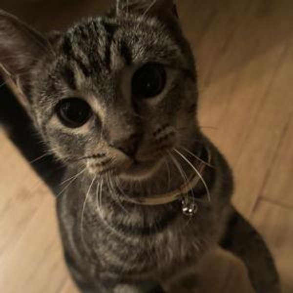 Our Pet Toy Fund