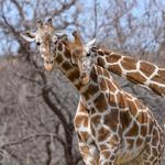 Oklahoma City Zoo