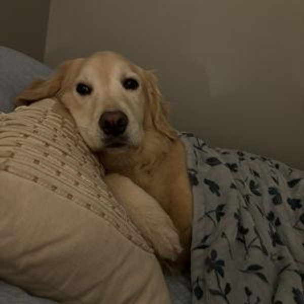 Mango's Trust Fund