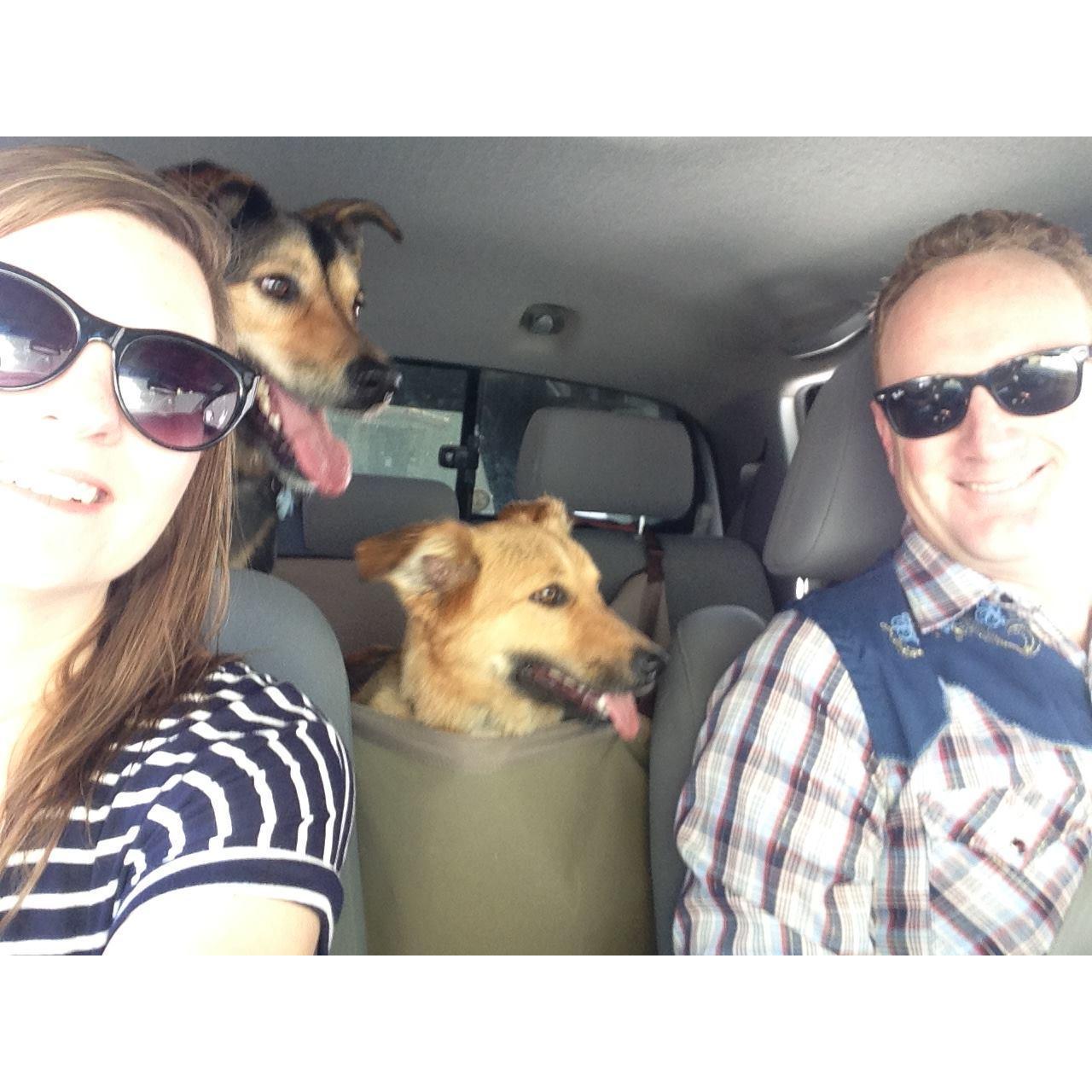 On the way to stay at the dog hotel in Palm Springs