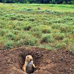 Wichita Mountains Wildlife Refuge