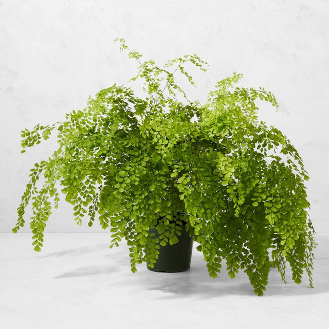 6" Live Maiden Hair Fern House Plant
