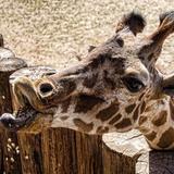 Wildlife World Zoo, Aquarium & Safari Park
