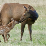 Rocky Mountain National Park Photographer