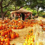 The Dallas Arboretum and Botanical Garden