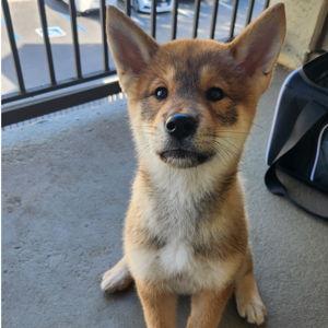 Shasta (Puppy) Fund
