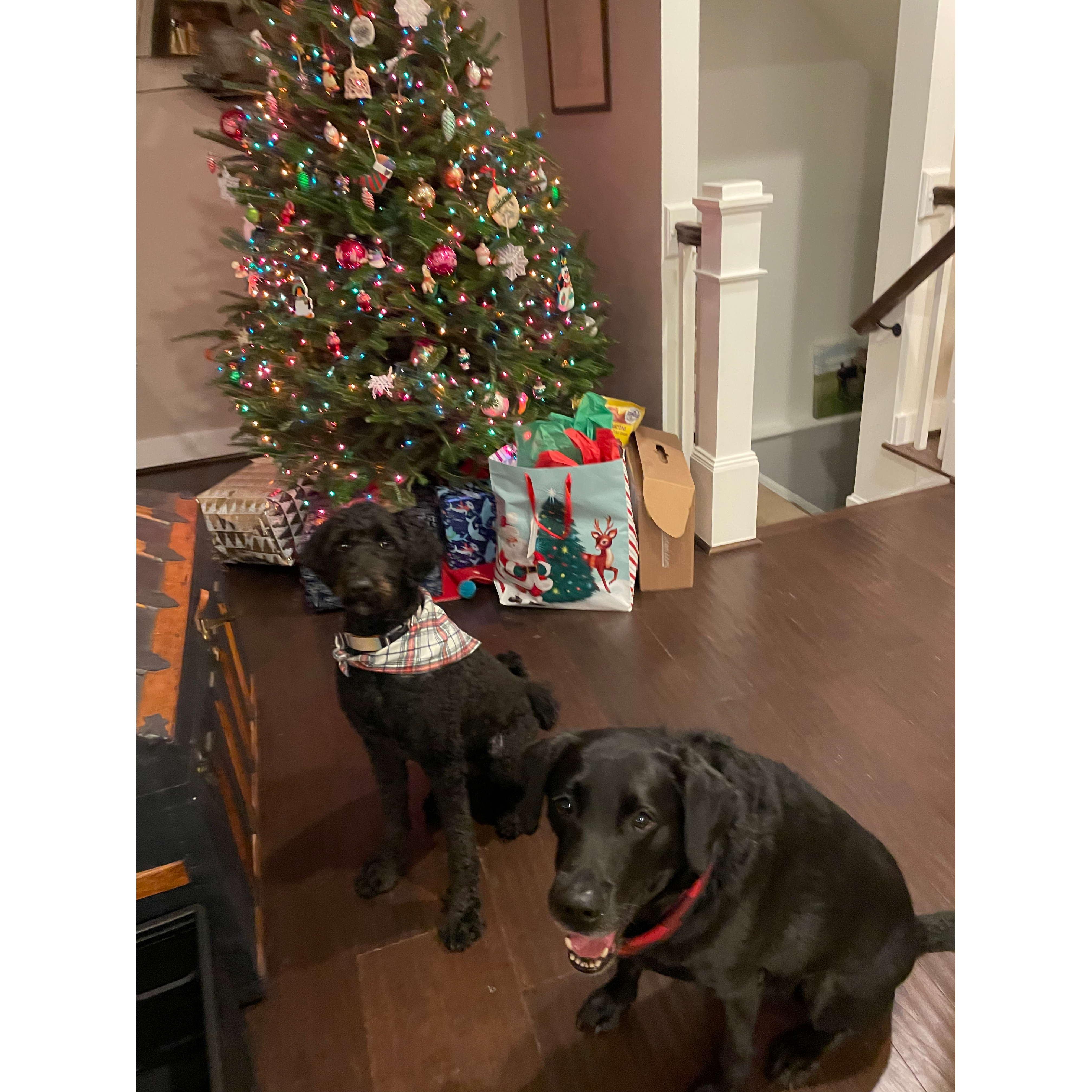 Merle and Atticus waiting patiently to open their Christmas presents. 