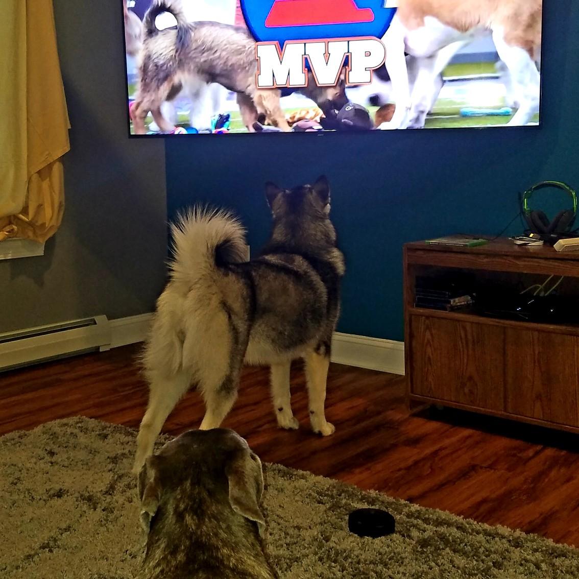 Puppy Bowl