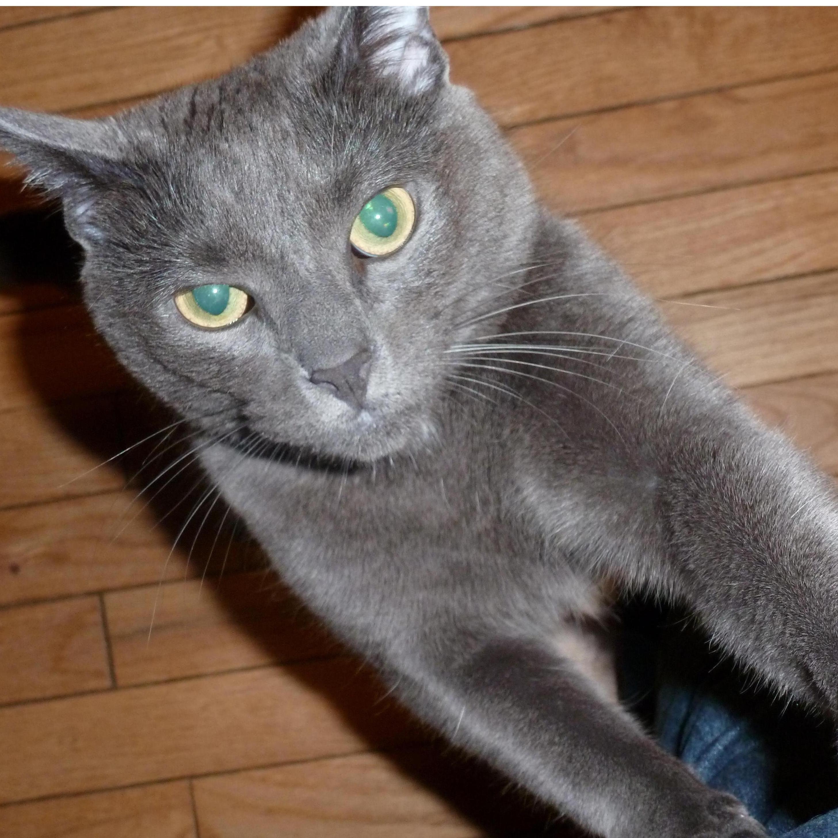 Figaro - youngster