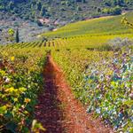 HERAKLION | WINERIES